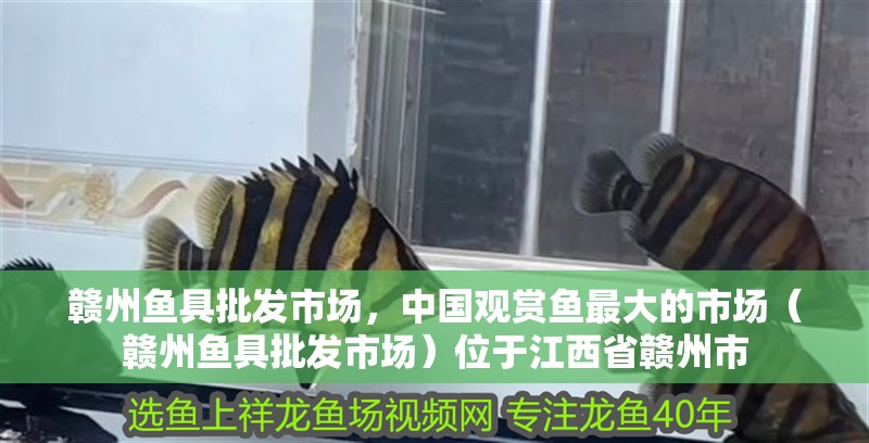 贛州魚具批發市場，中國觀賞魚最大的市場（贛州魚具批發市場）位于江西省贛州市
