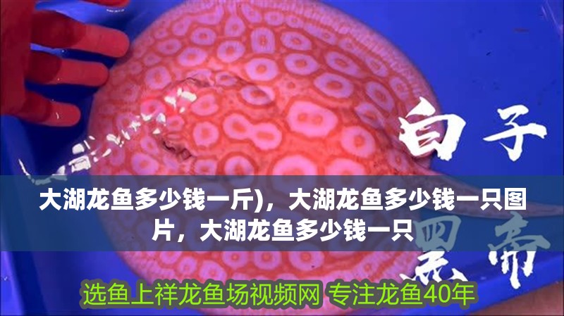 大湖龍魚多少錢一斤)，大湖龍魚多少錢一只圖片，大湖龍魚多少錢一只