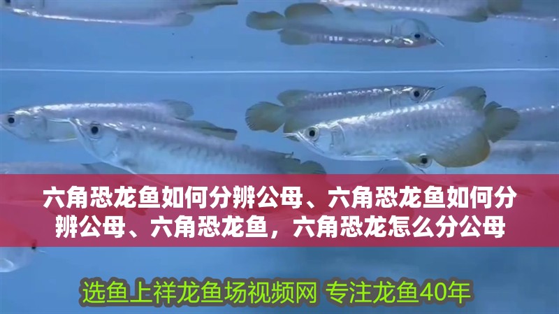 六角恐龍魚如何分辨公母、六角恐龍魚如何分辨公母、六角恐龍魚，六角恐龍怎么分公母