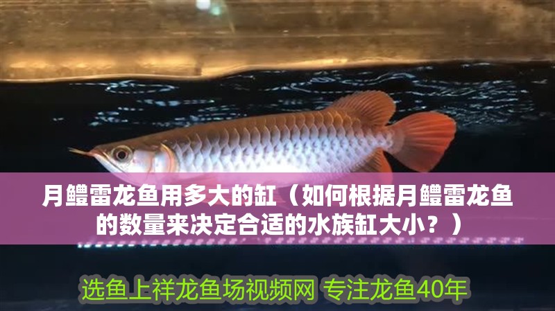 月鱧雷龍魚用多大的缸（如何根據(jù)月鱧雷龍魚的數(shù)量來(lái)決定合適的水族缸大小？）