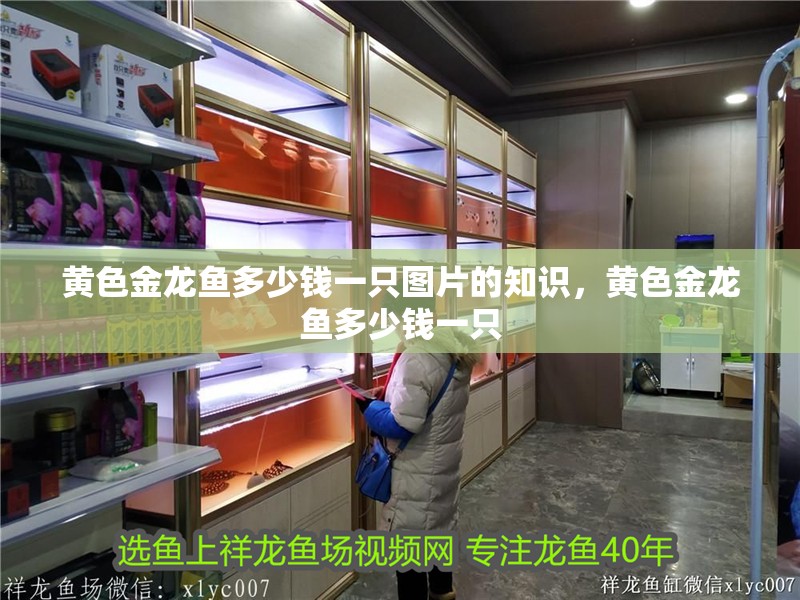 黃色金龍魚多少錢一只圖片的知識，黃色金龍魚多少錢一只