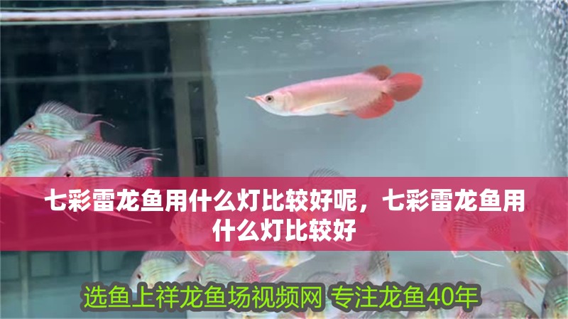 七彩雷龍魚用什么燈比較好呢，七彩雷龍魚用什么燈比較好 七彩雷龍魚用什么燈比較好呢，七彩雷龍魚用什么燈比較好 觀賞魚百科