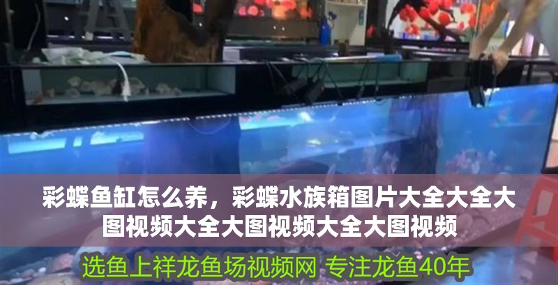 彩蝶魚缸怎么養，彩蝶水族箱圖片大全大全大圖視頻大全大圖視頻大全大圖視頻
