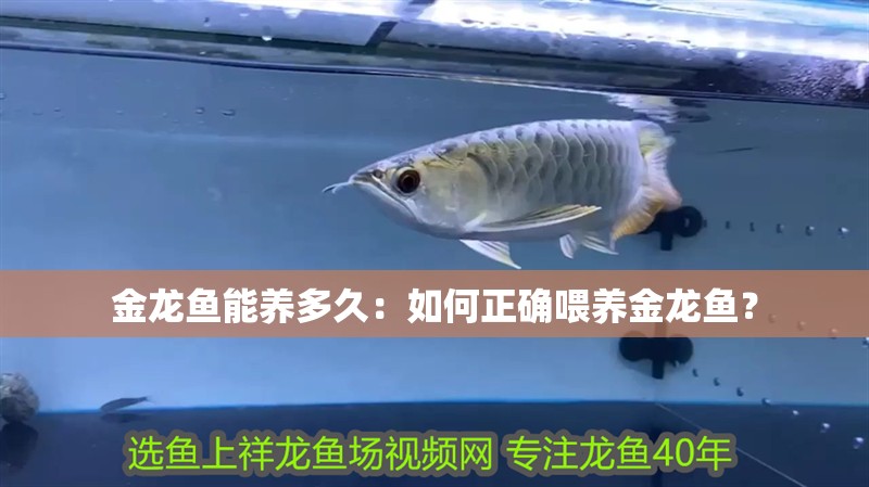 金龍魚能養(yǎng)多久：如何正確喂養(yǎng)金龍魚？