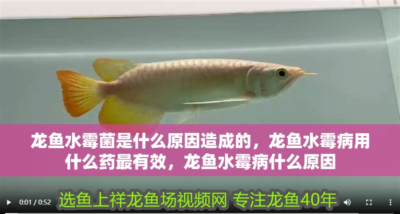 龍魚水霉菌是什么原因造成的，龍魚水霉病用什么藥最有效，龍魚水霉病什么原因