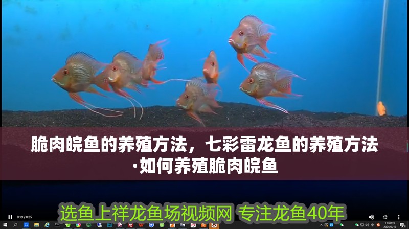 脆肉皖魚的養(yǎng)殖方法，七彩雷龍魚的養(yǎng)殖方法·如何養(yǎng)殖脆肉皖魚 脆肉皖魚的養(yǎng)殖方法，七彩雷龍魚的養(yǎng)殖方法·如何養(yǎng)殖脆肉皖魚 觀賞魚百科 第2張