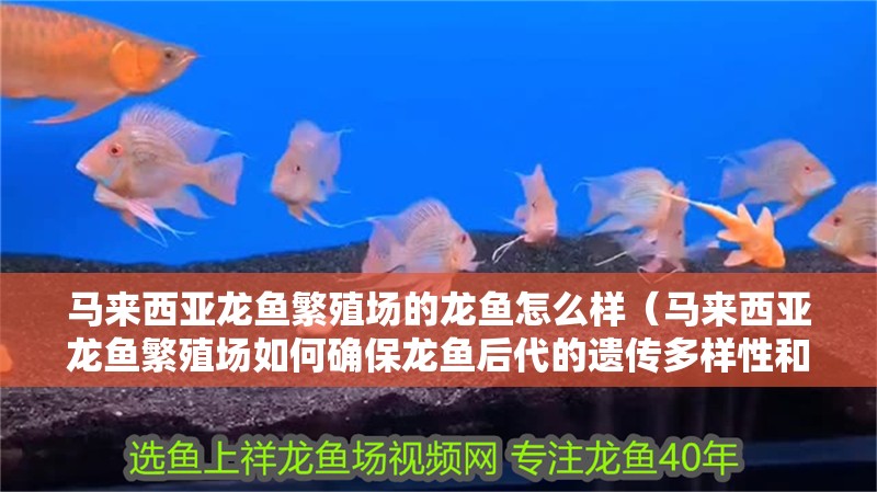 馬來西亞龍魚繁殖場的龍魚怎么樣（馬來西亞龍魚繁殖場如何確保龍魚后代的遺傳多樣性和適應性）