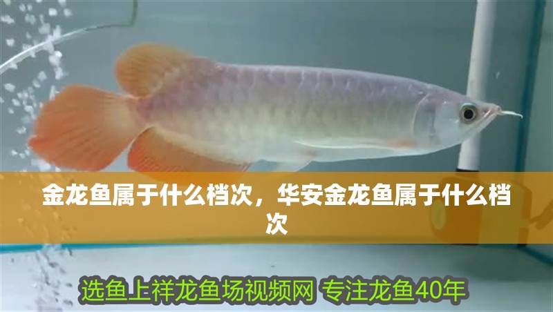 金龍魚屬于什么檔次，華安金龍魚屬于什么檔次