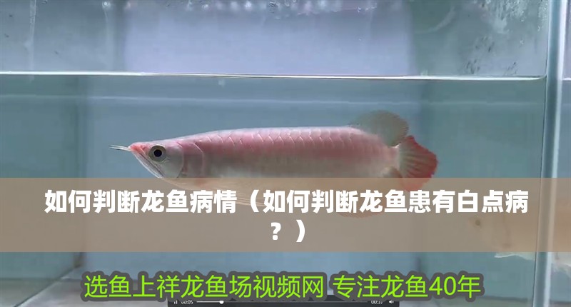 如何判斷龍魚病情（如何判斷龍魚患有白點病？）