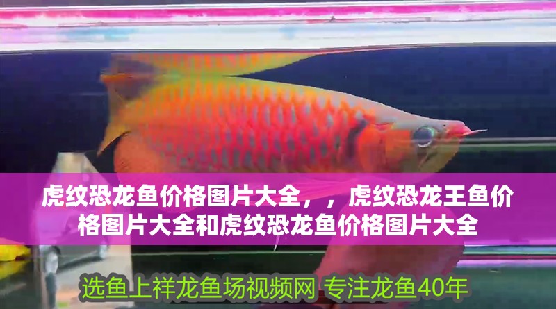 虎紋恐龍魚價格圖片大全，，虎紋恐龍王魚價格圖片大全和虎紋恐龍魚價格圖片大全