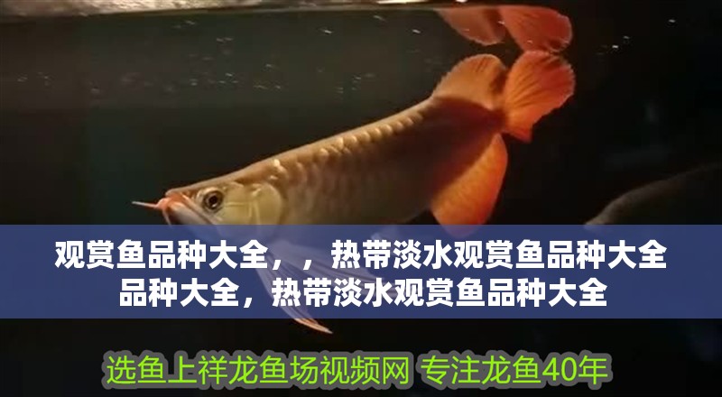 觀賞魚品種大全，，熱帶淡水觀賞魚品種大全品種大全，熱帶淡水觀賞魚品種大全