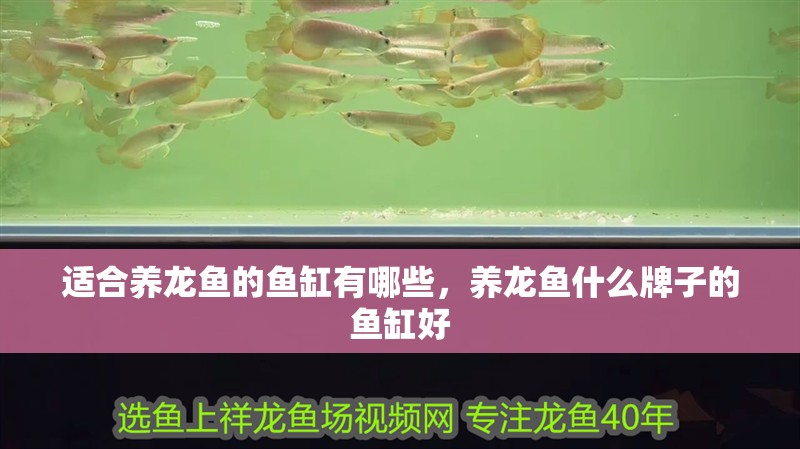 適合養(yǎng)龍魚的魚缸有哪些，養(yǎng)龍魚什么牌子的魚缸好