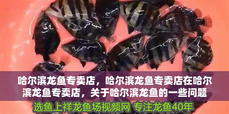 哈爾濱龍魚專賣店，哈爾濱龍魚專賣店在哈爾濱龍魚專賣店，關于哈爾濱龍魚的一些問題