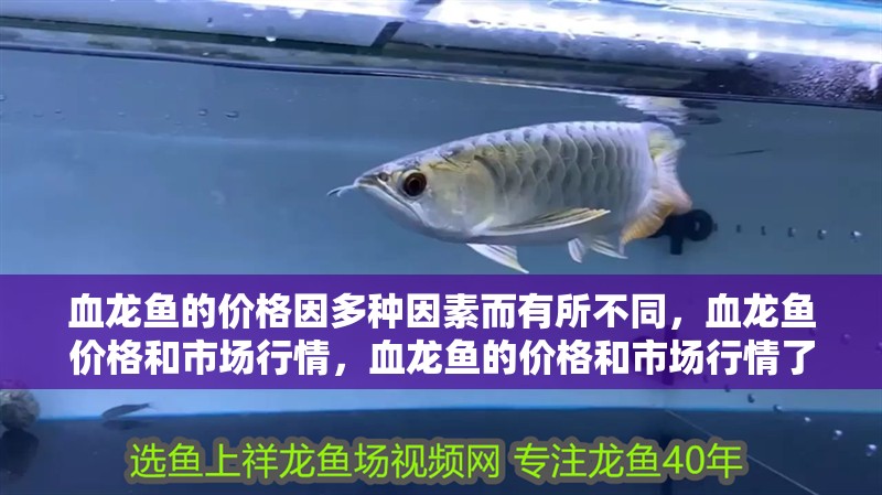 血龍魚的價格因多種因素而有所不同，血龍魚價格和市場行情，血龍魚的價格和市場行情了解