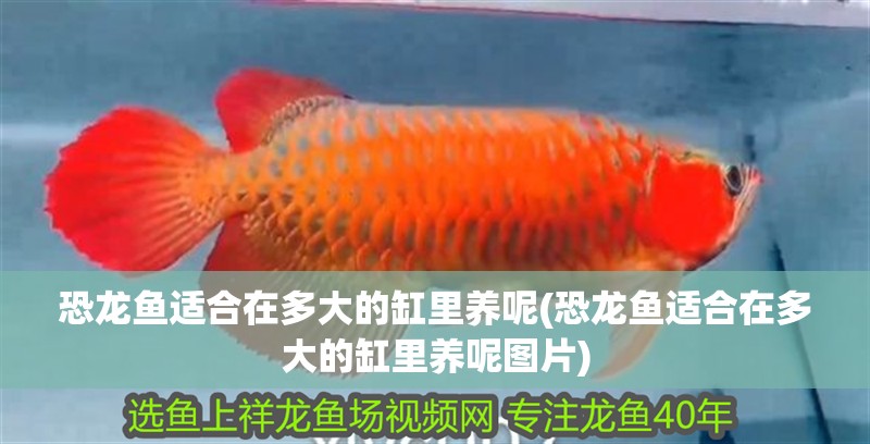 恐龍魚適合在多大的缸里養呢(恐龍魚適合在多大的缸里養呢圖片)