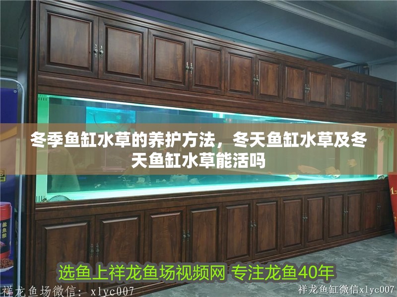 冬季魚缸水草的養護方法，冬天魚缸水草及冬天魚缸水草能活嗎