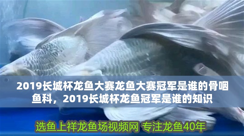 2019長城杯龍魚大賽龍魚大賽冠軍是誰的骨咽魚科，2019長城杯龍魚冠軍是誰的知識