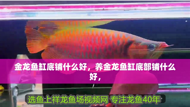 金龍魚缸底鋪什么好，養金龍魚缸底部鋪什么好，