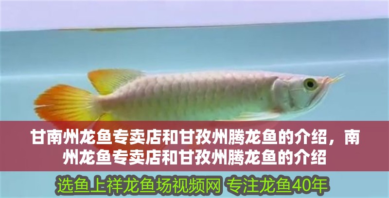 甘南州龍魚專賣店和甘孜州騰龍魚的介紹，南州龍魚專賣店和甘孜州騰龍魚的介紹