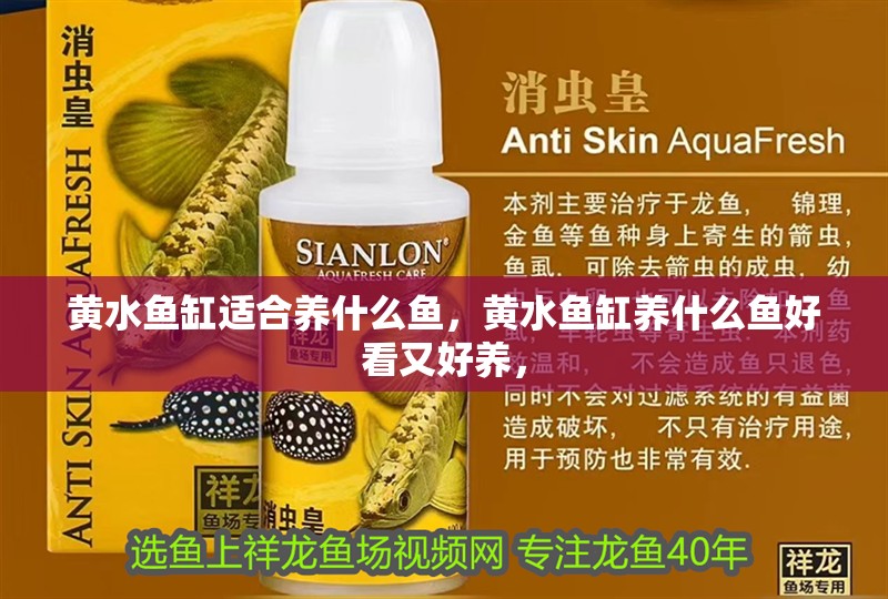 黃水魚缸適合養什么魚，黃水魚缸養什么魚好看又好養，