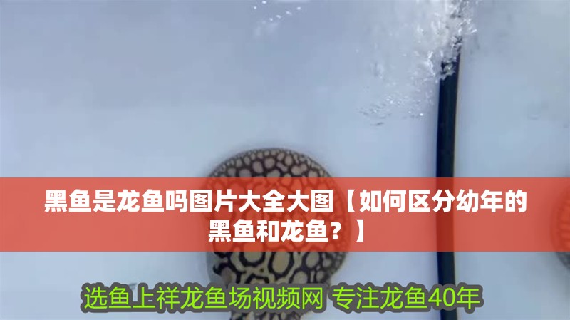 黑魚是龍魚嗎圖片大全大圖【如何區(qū)分幼年的黑魚和龍魚？】
