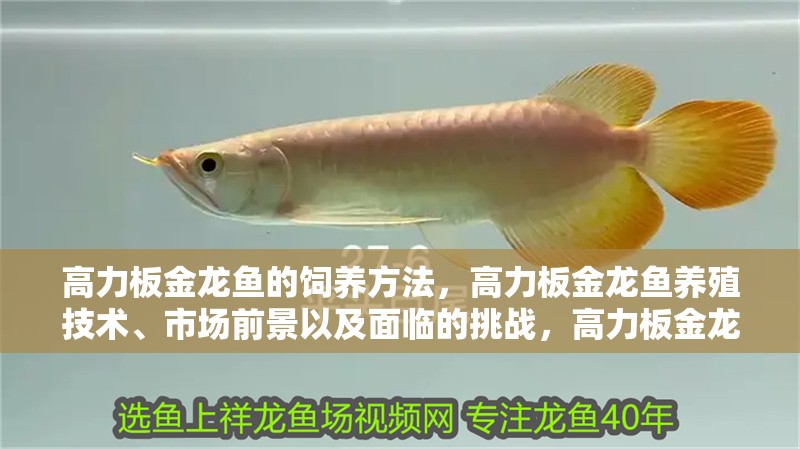 高力板金龍魚(yú)的飼養(yǎng)方法，高力板金龍魚(yú)養(yǎng)殖技術(shù)、市場(chǎng)前景以及面臨的挑戰(zhàn)，高力板金龍魚(yú) 高力板金龍魚(yú)的飼養(yǎng)方法，高力板金龍魚(yú)養(yǎng)殖技術(shù)、市場(chǎng)前景以及面臨的挑戰(zhàn)，高力板金龍魚(yú) 觀賞魚(yú)百科 第13張