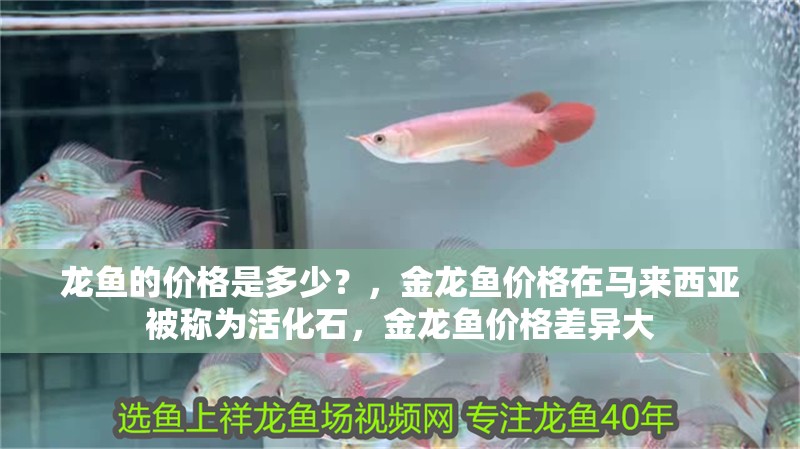 龍魚的價格是多少？，金龍魚價格在馬來西亞被稱為活化石，金龍魚價格差異大