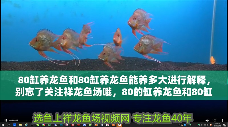 80缸養龍魚和80缸養龍魚能養多大進行解釋，別忘了關注祥龍魚場哦，80的缸養龍魚和80缸養龍魚能養多大