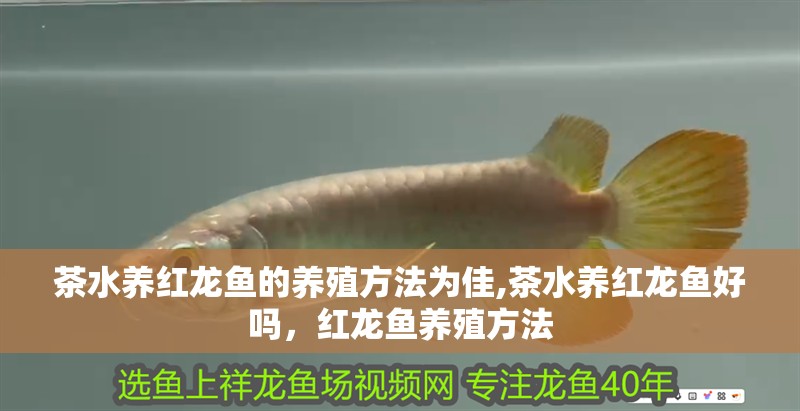 茶水養紅龍魚的養殖方法為佳,茶水養紅龍魚好嗎，紅龍魚養殖方法 茶水養紅龍魚的養殖方法為佳,茶水養紅龍魚好嗎，紅龍魚養殖方法 觀賞魚百科 第2張