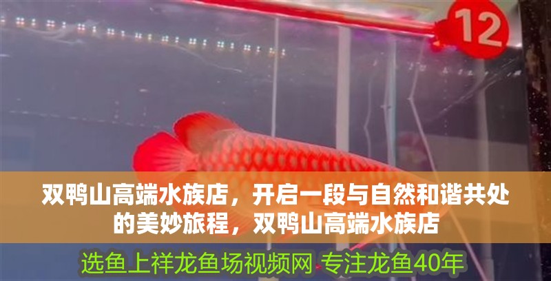 雙鴨山高端水族店，開啟一段與自然和諧共處的美妙旅程，雙鴨山高端水族店