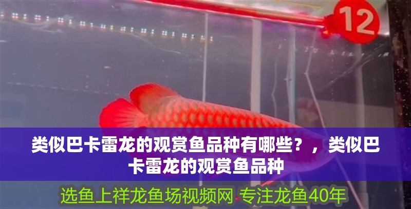 類似巴卡雷龍的觀賞魚品種有哪些？，類似巴卡雷龍的觀賞魚品種 類似巴卡雷龍的觀賞魚品種有哪些？，類似巴卡雷龍的觀賞魚品種 觀賞魚百科 第2張