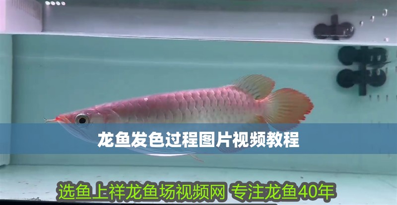 龍魚發色過程圖片視頻教程 龍魚發色過程圖片視頻教程 觀賞魚百科
