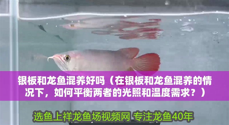 銀板和龍魚混養好嗎（在銀板和龍魚混養的情況下，如何平衡兩者的光照和溫度需求？）