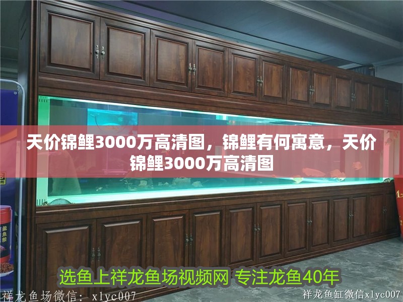 天價錦鯉3000萬高清圖，錦鯉有何寓意，天價錦鯉3000萬高清圖 天價錦鯉3000萬高清圖，錦鯉有何寓意，天價錦鯉3000萬高清圖 觀賞魚百科