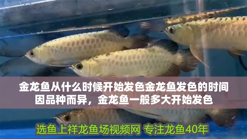 金龍魚從什么時候開始發色金龍魚發色的時間因品種而異，金龍魚一般多大開始發色