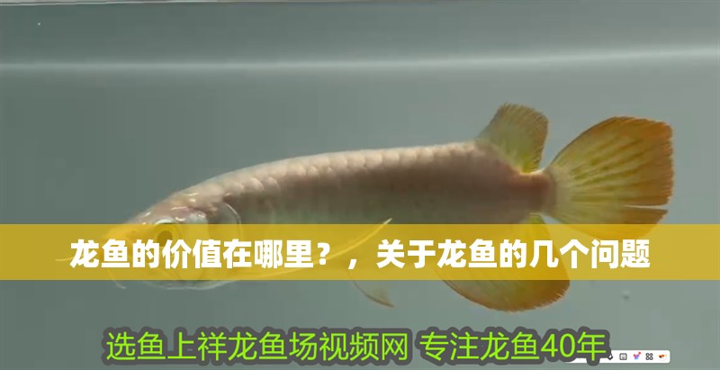 龍魚的價值在哪里？，關于龍魚的幾個問題