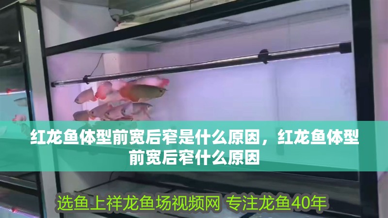 紅龍魚體型前寬后窄是什么原因，紅龍魚體型前寬后窄什么原因 紅龍魚體型前寬后窄是什么原因，紅龍魚體型前寬后窄什么原因 觀賞魚百科 第2張