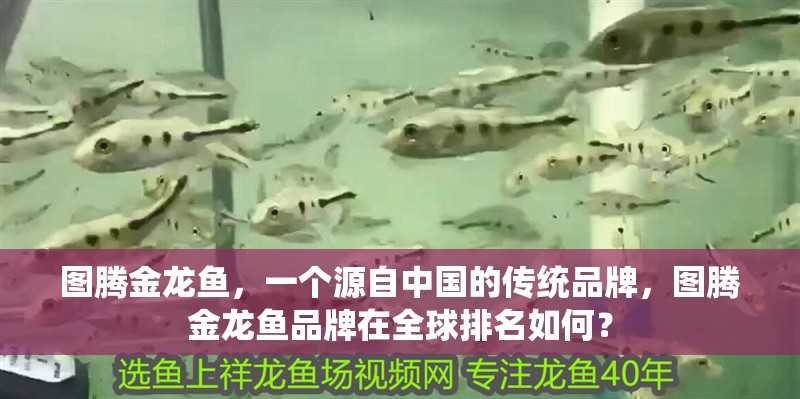 圖騰金龍魚，一個源自中國的傳統品牌，圖騰金龍魚品牌在全球排名如何？