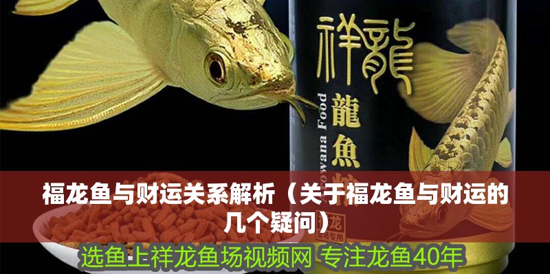 福龍魚與財運關系解析（關于福龍魚與財運的幾個疑問）