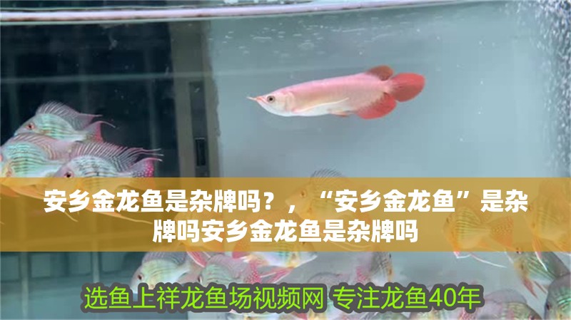 安鄉金龍魚是雜牌嗎？，“安鄉金龍魚”是雜牌嗎安鄉金龍魚是雜牌嗎