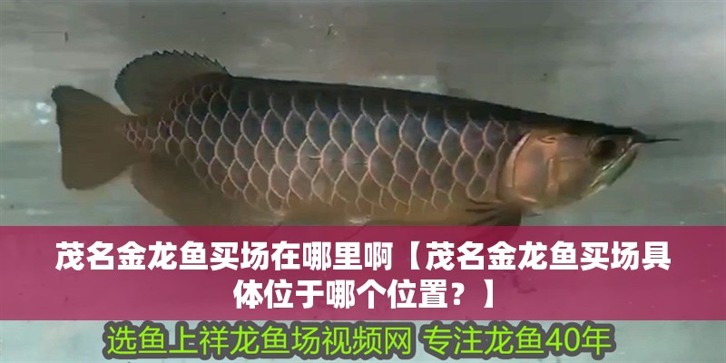 茂名金龍魚買場在哪里啊【茂名金龍魚買場具體位于哪個位置？】