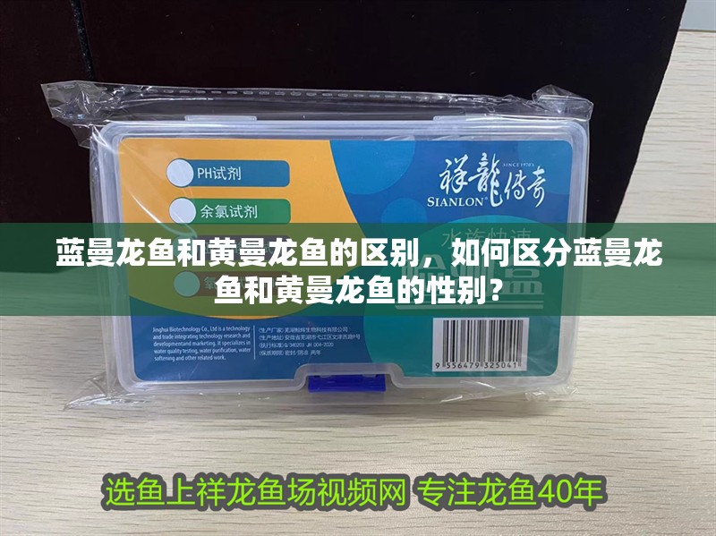 藍曼龍魚和黃曼龍魚的區別，如何區分藍曼龍魚和黃曼龍魚的性別？