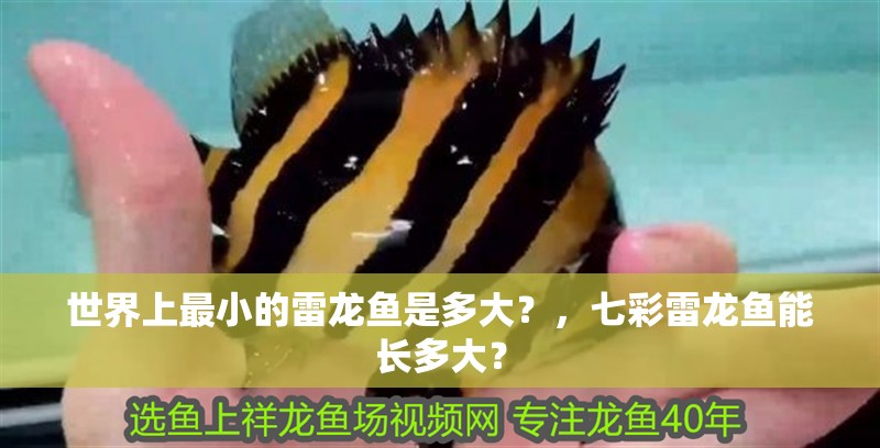 世界上最小的雷龍魚是多大？，七彩雷龍魚能長多大？