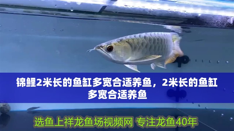 錦鯉2米長的魚缸多寬合適養(yǎng)魚，2米長的魚缸多寬合適養(yǎng)魚