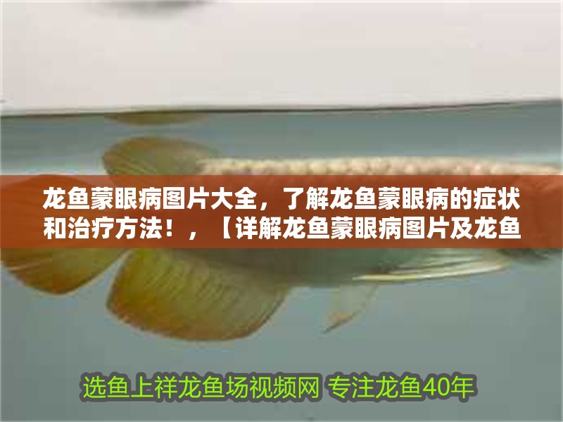 龍魚蒙眼病圖片大全，了解龍魚蒙眼病的癥狀和治療方法！，【詳解龍魚蒙眼病圖片及龍魚蒙眼病圖片大全