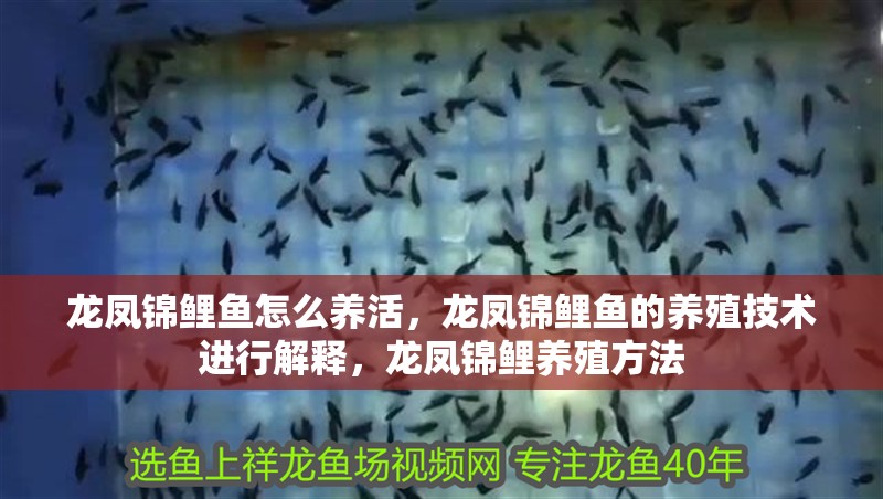 龍鳳錦鯉魚怎么養活，龍鳳錦鯉魚的養殖技術進行解釋，龍鳳錦鯉養殖方法