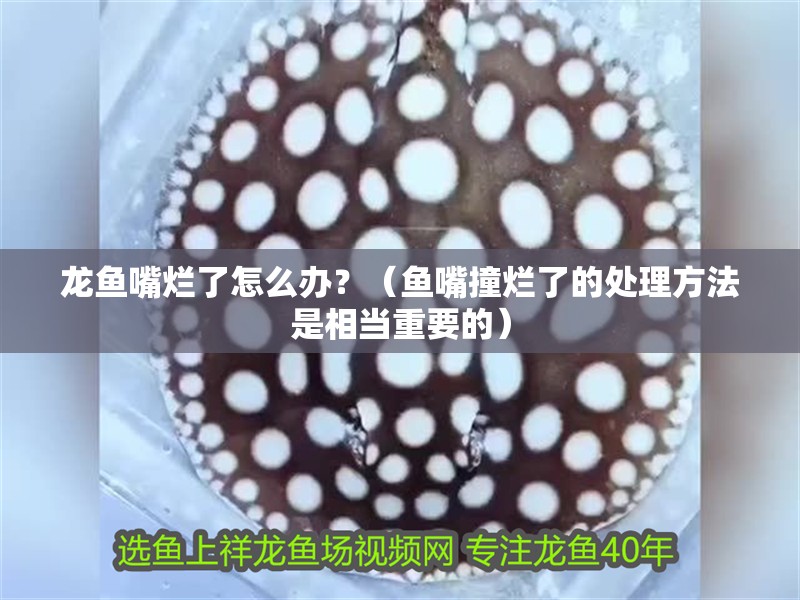龍魚嘴爛了怎么辦？（魚嘴撞爛了的處理方法是相當重要的）