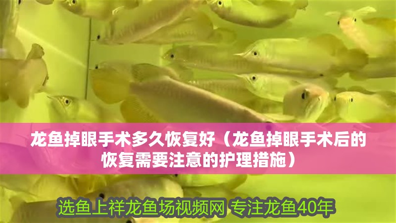 龍魚掉眼手術(shù)多久恢復(fù)好（龍魚掉眼手術(shù)后的恢復(fù)需要注意的護(hù)理措施）
