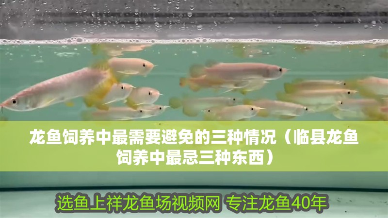 龍魚飼養中最需要避免的三種情況（臨縣龍魚飼養中最忌三種東西）