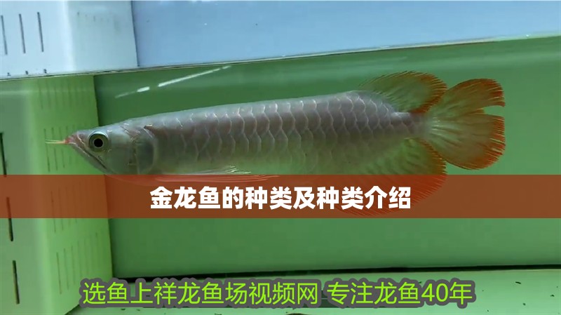 金龍魚的種類及種類介紹 金龍魚的種類及種類介紹 觀賞魚百科 第3張